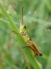 Pseudochorthippus parallelus parallelus